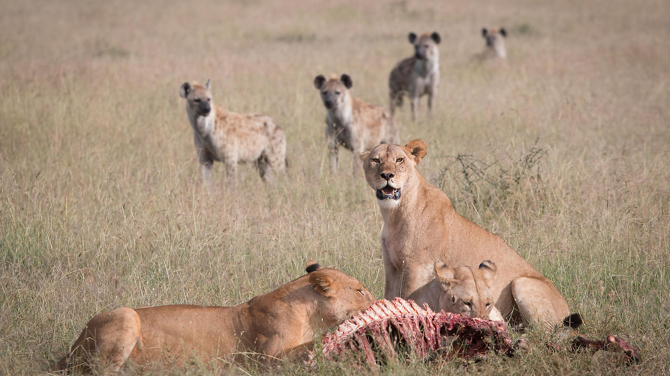 Lion versus Hyena in Tanzania's Serengeti